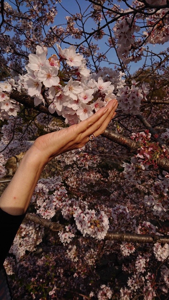 可愛い桜🌸