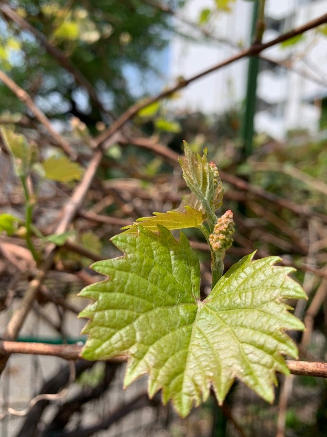 ぶどうの新芽