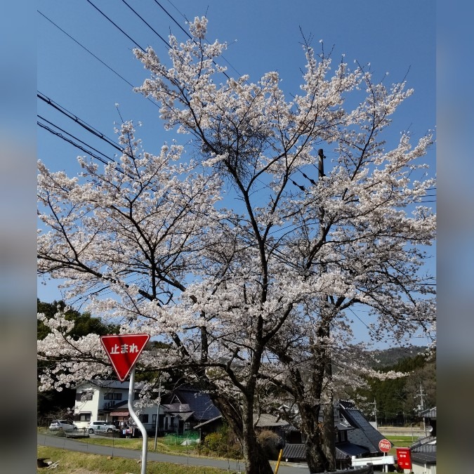 故郷の・・桜の木🌸