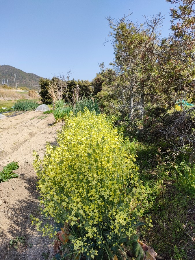 スティックセニョールの花🤗