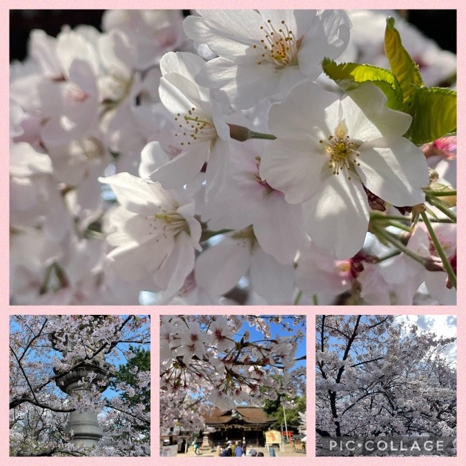 お花見🌸