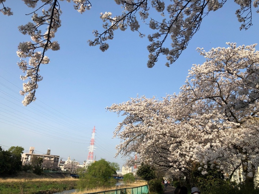 満開の桜〜