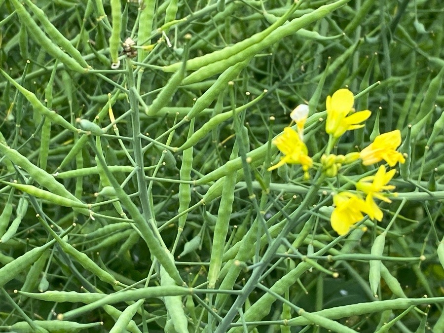 タネ　菜の花