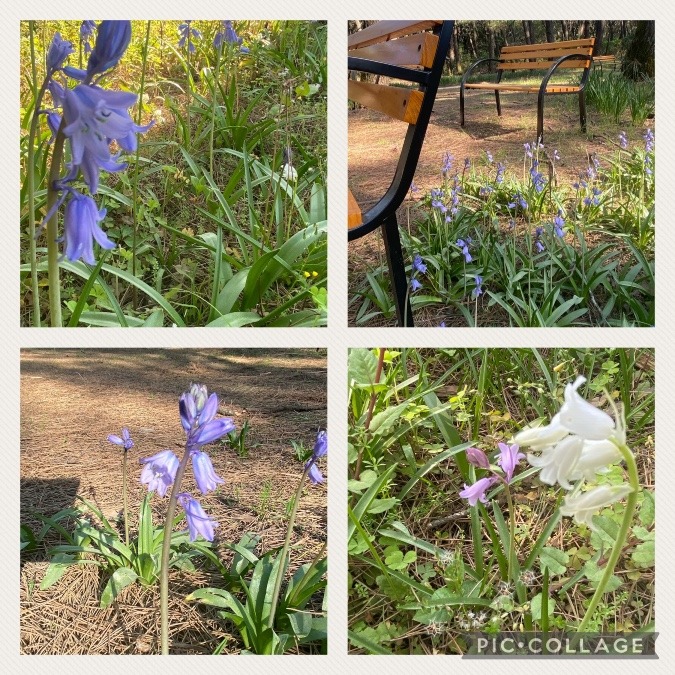 花倶楽部