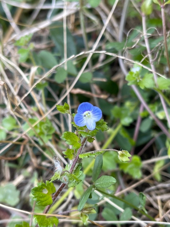 畑に咲く花