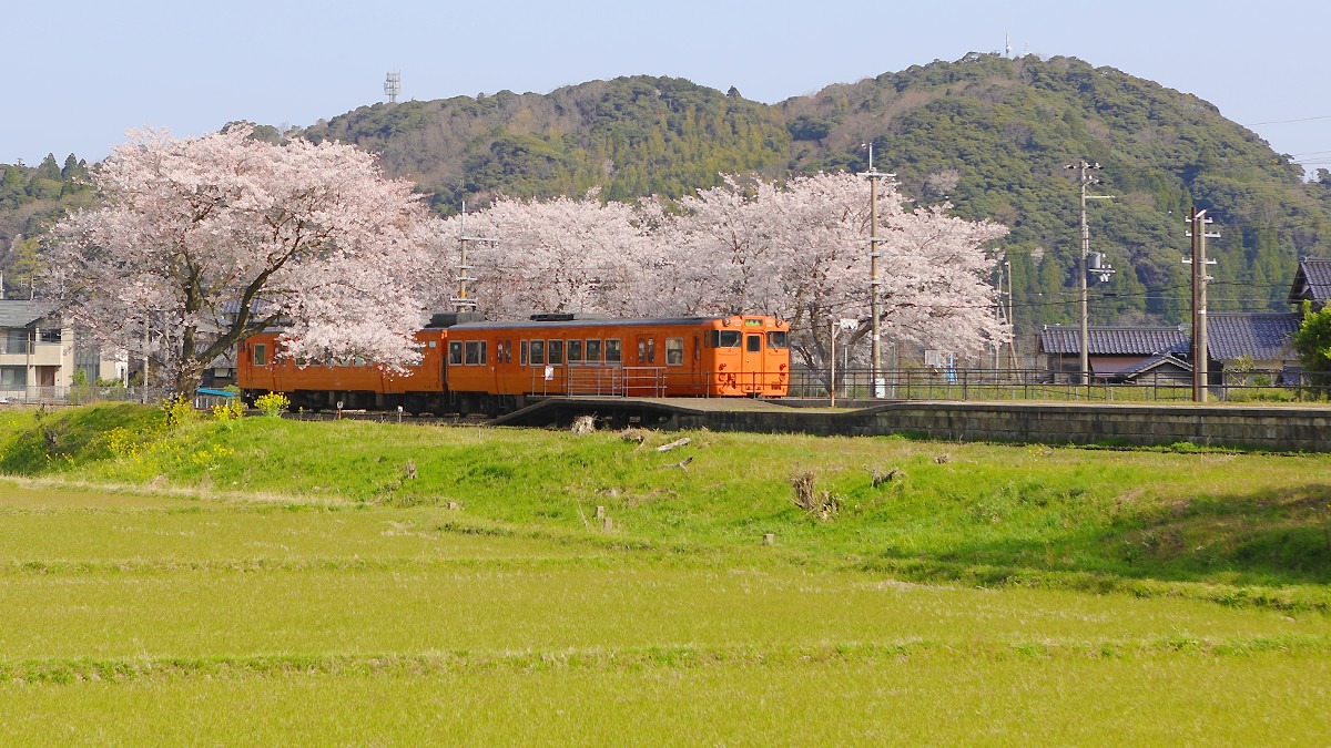 桜トンネル