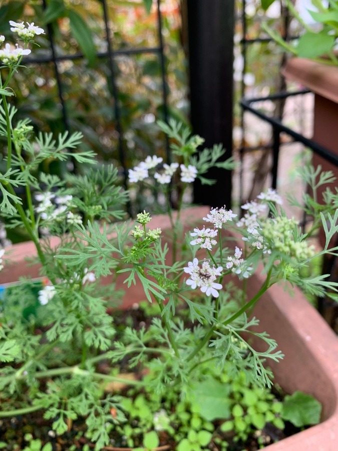 花倶楽部　パクチーの花