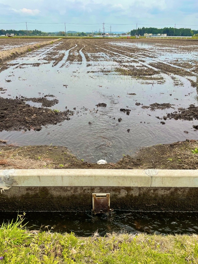 田んぼに水が入りました♪