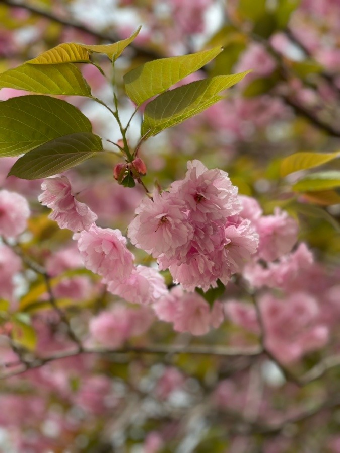 ✨同級生の山の八重桜✨