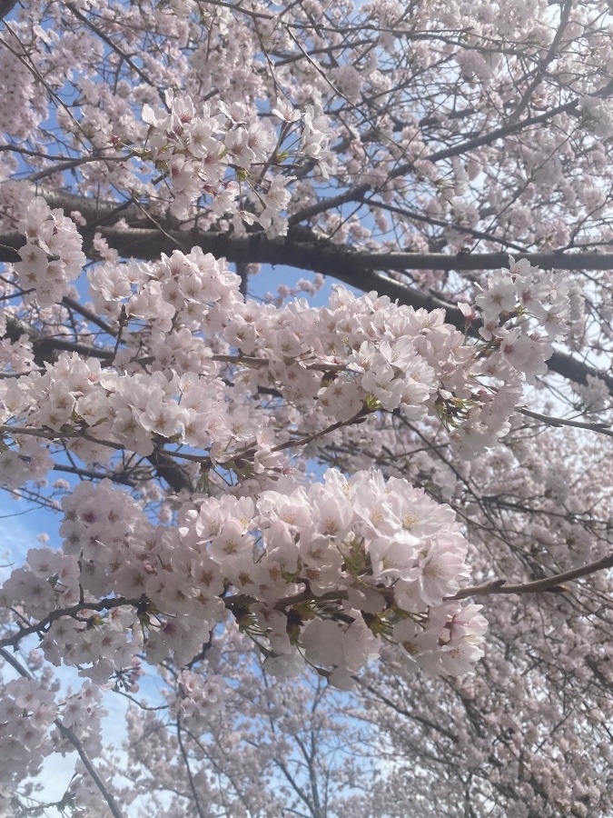 🌸桜満開🌸