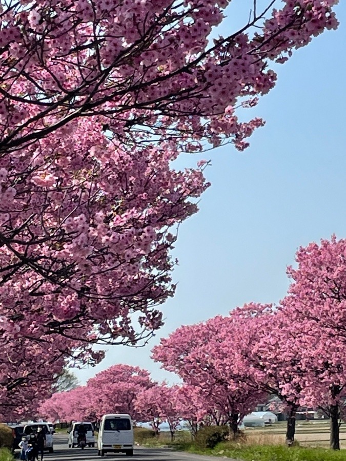 桜並木