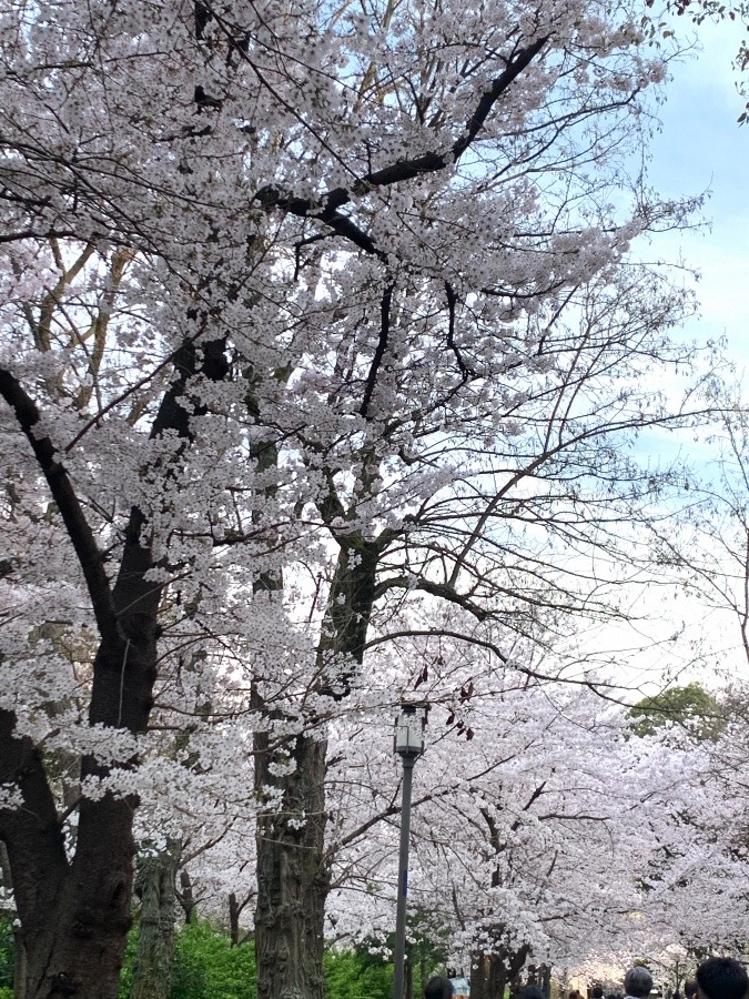 お花見