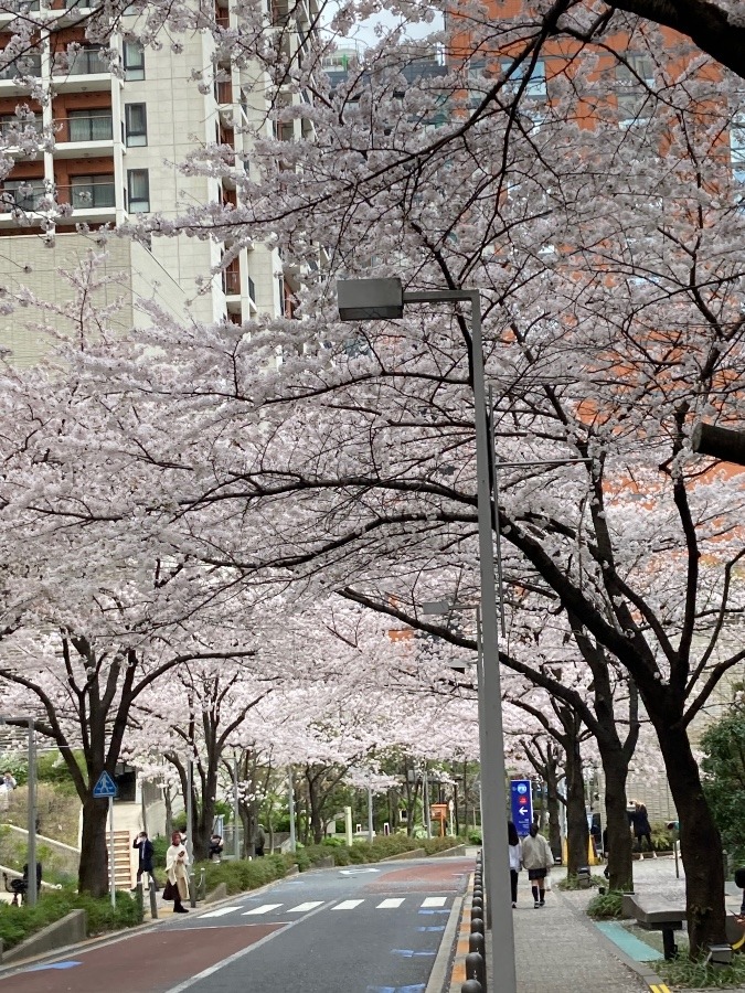 六本木ヒルズ桜坂