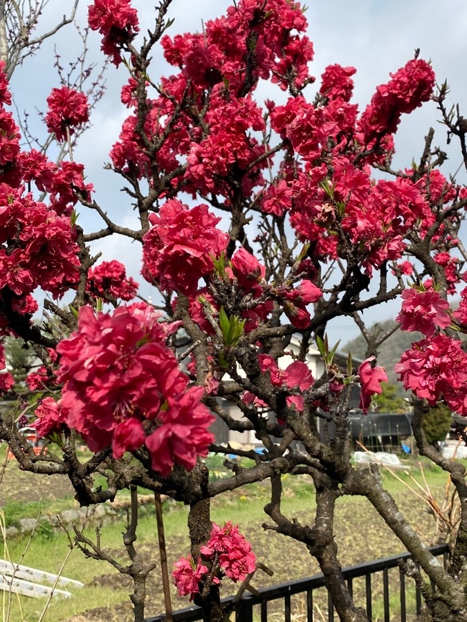 🌸花桃満開です🌸