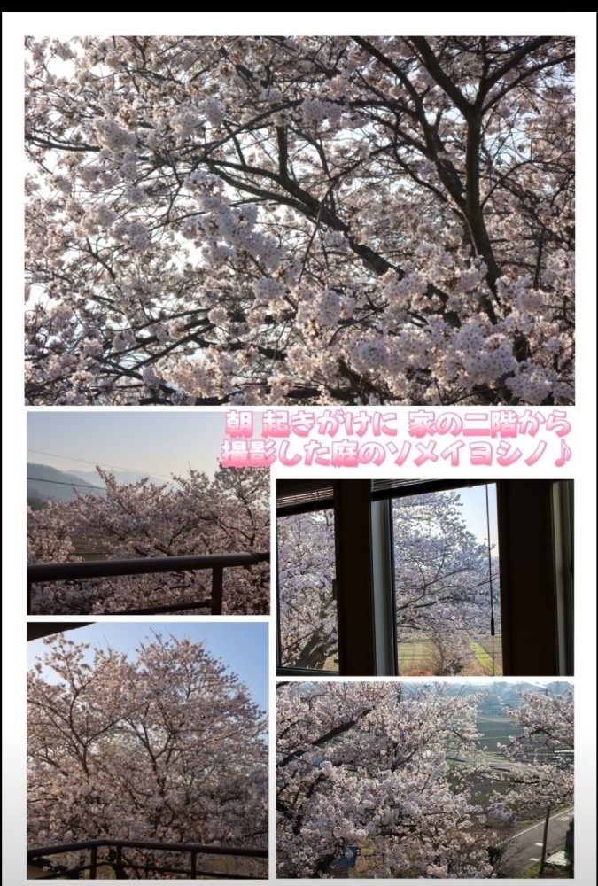 友人からの写メ 桜