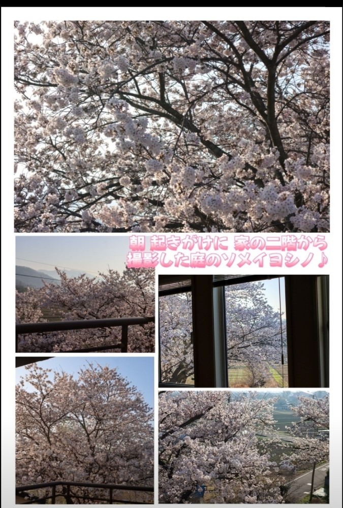 友人からの写メ　桜