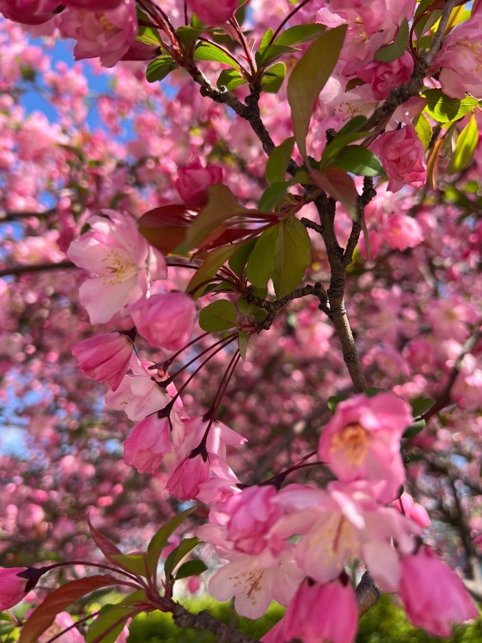 もう1枚撮ってみました😃🌸✨