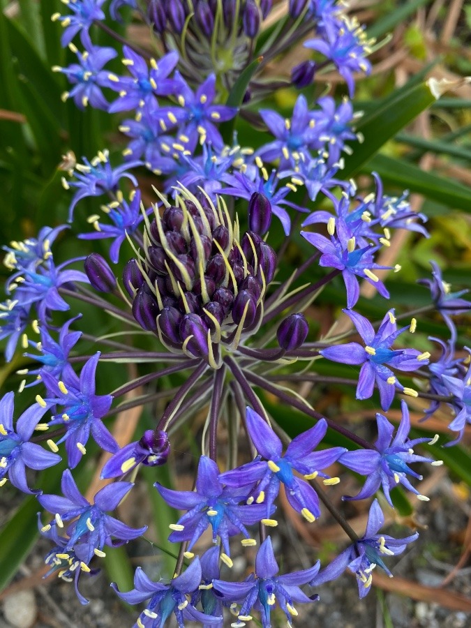 花倶楽部