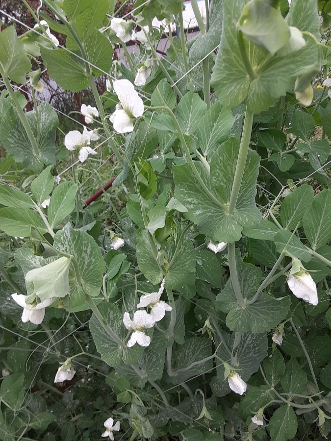 我が家の花(家庭菜園)