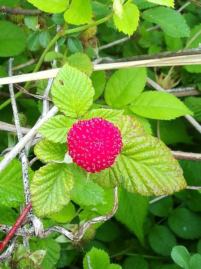 野いちご