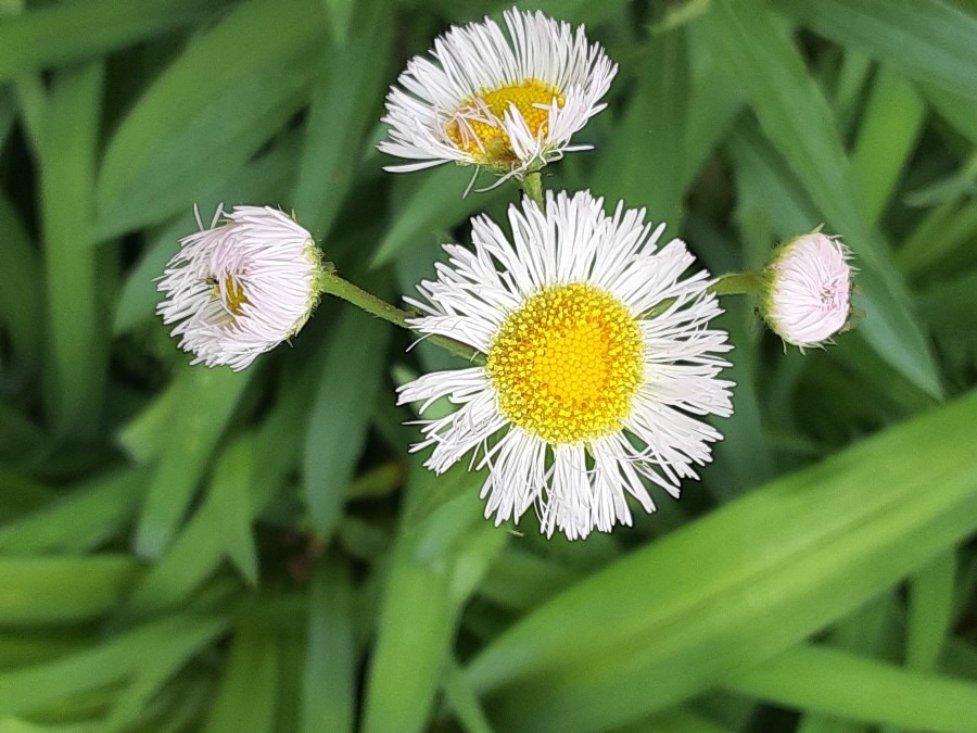 我が家の花