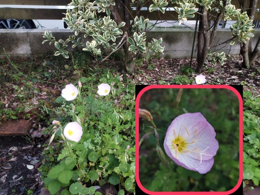 花倶楽部🌼　家の花達🤗【月見草】