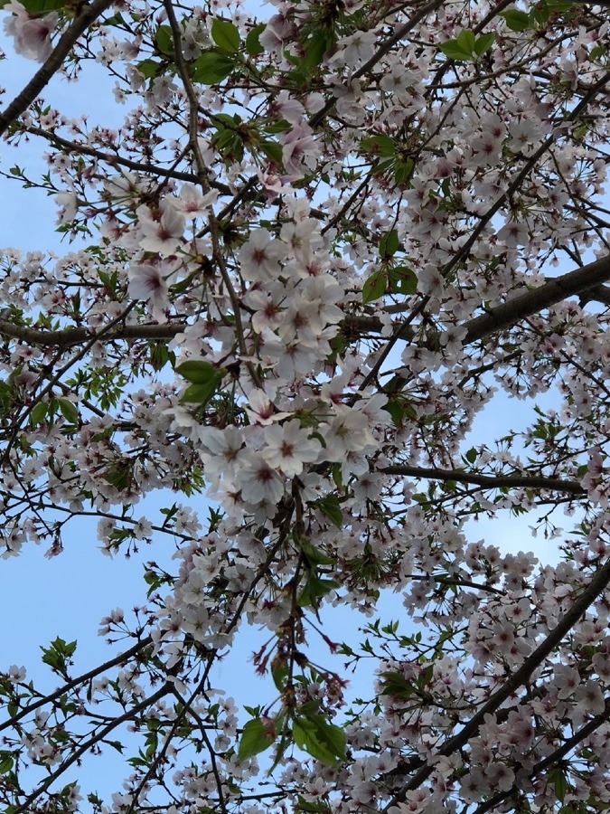 美味しそう🍡