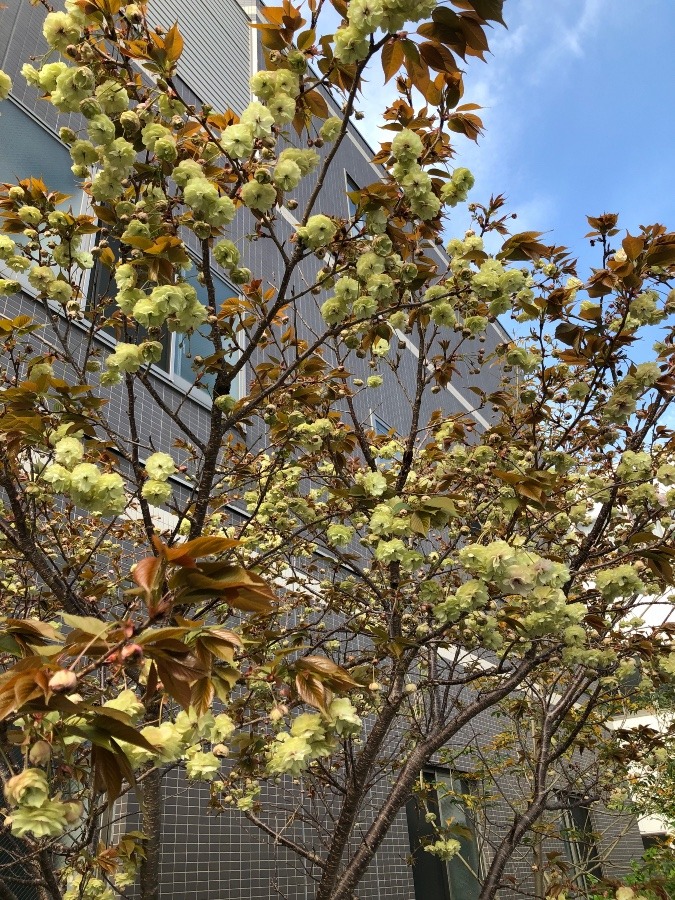 今朝の八重桜