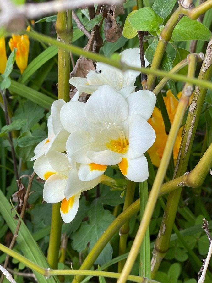 花倶楽部