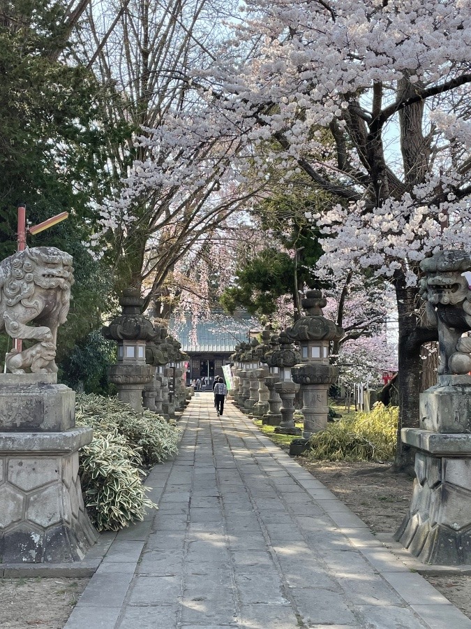 通い慣れた神社も華やかに🌸