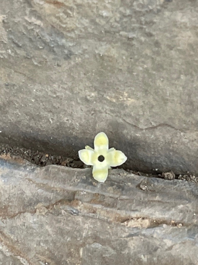 ✨岩の中の花びら✨