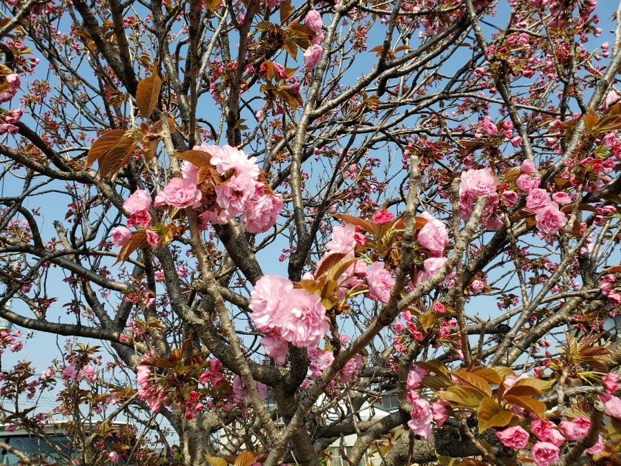 　八重桜🌸