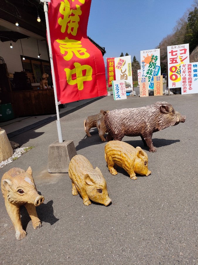 イノシシ肉🐗特売中です🐗