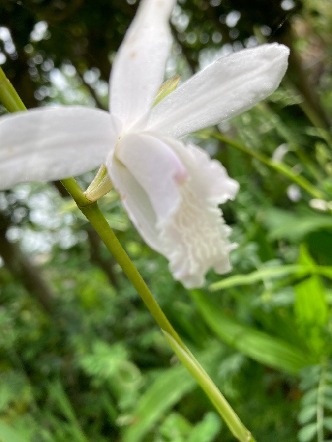 咲きました🌺