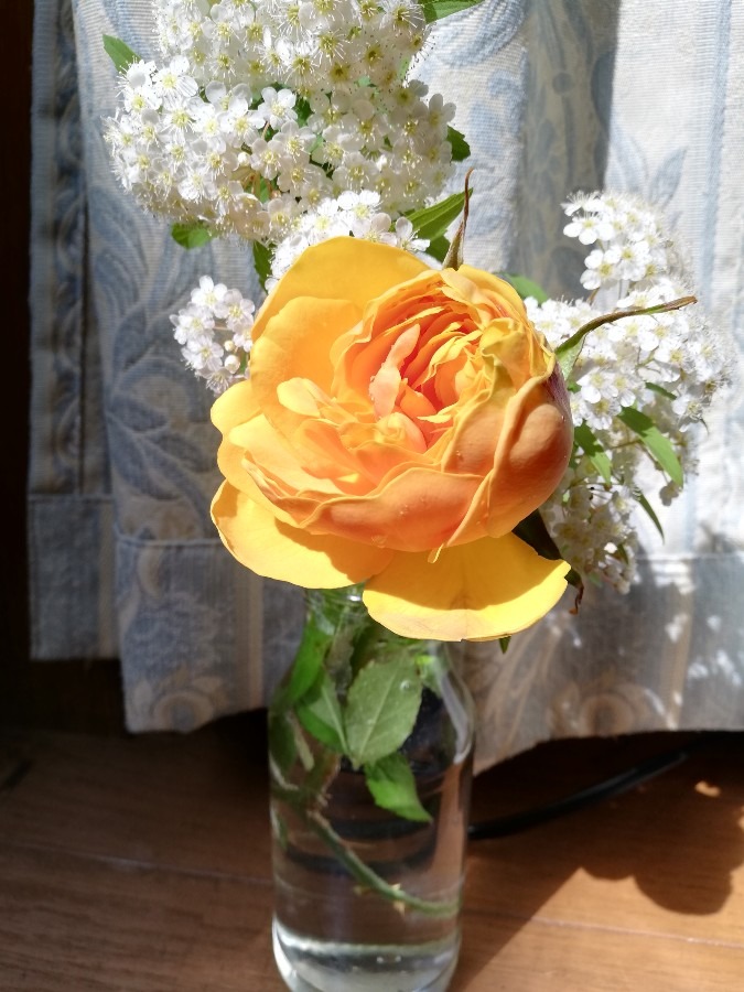 お家へ入ろう！②薔薇🌹