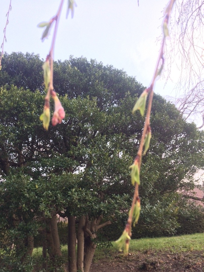 仙台の桜の名所といえば