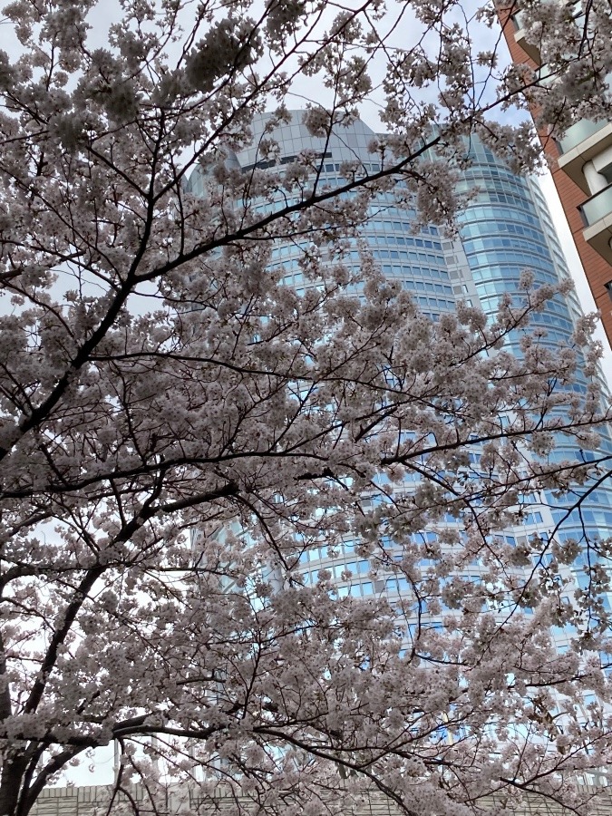 六本木ヒルズと桜