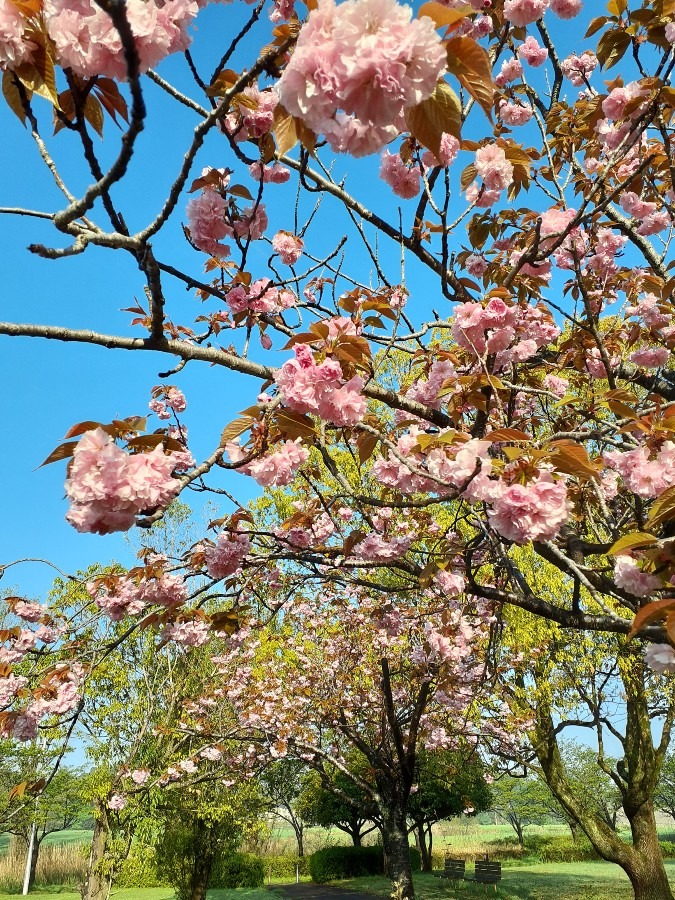 八重桜