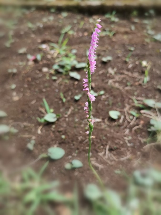 昨年の【ねじれ花】