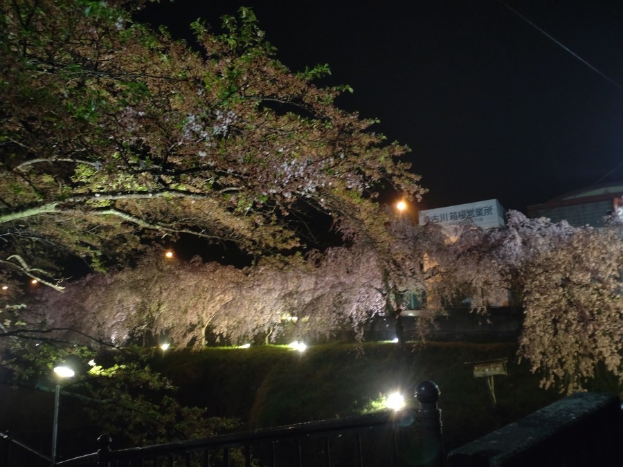 箱根　宮城野の桜