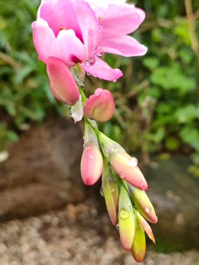 イキシアと天使の涙💧