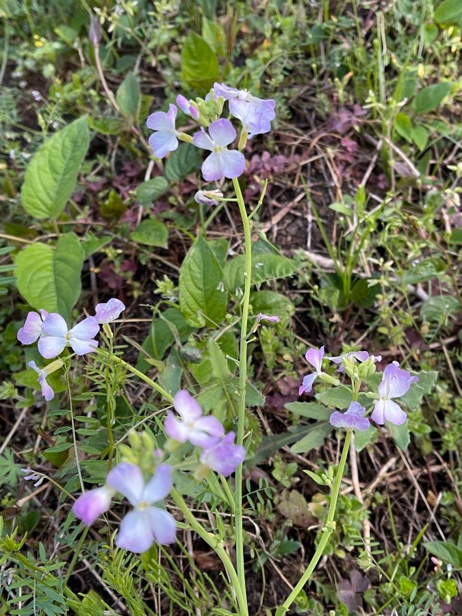 大根の花