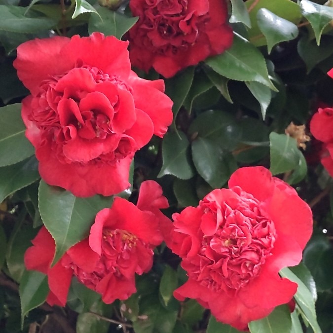 大輪の八重椿💮🌿🤗華やか✨