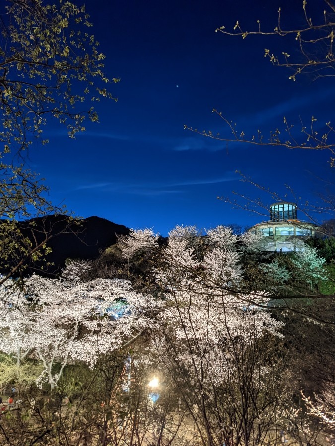 夜桜