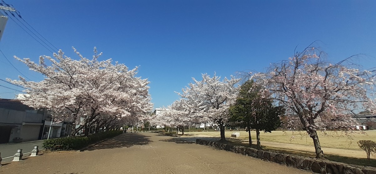 桜