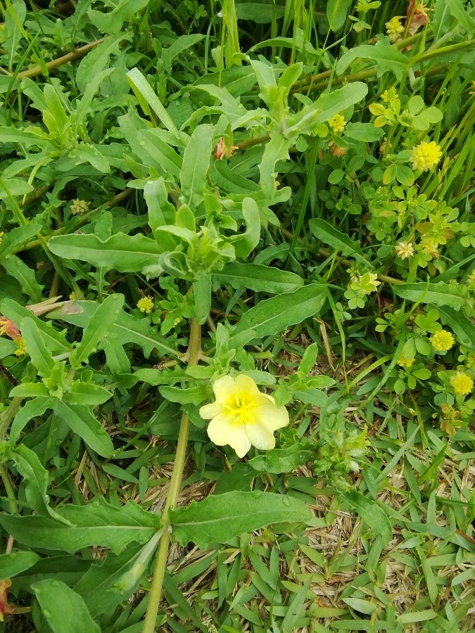 土手の花②