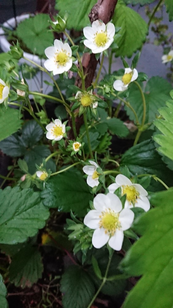 苺🍓の花が咲いてます(*^^*)