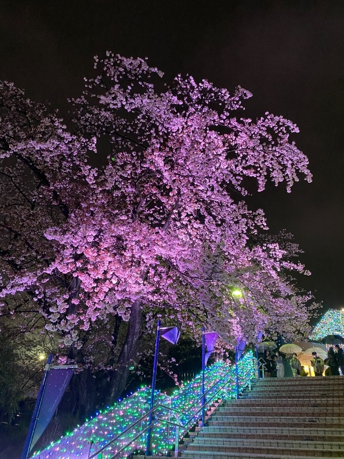 よみうりランドの夜桜