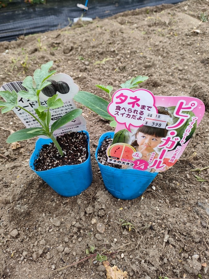 タネまで食べれるスイカ🍉