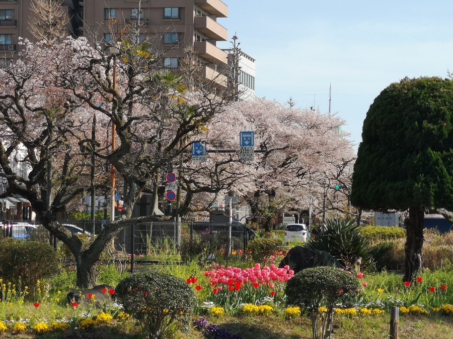 運の掴み方❤️(春限定)　桜の花びら、空中キャッチ②　